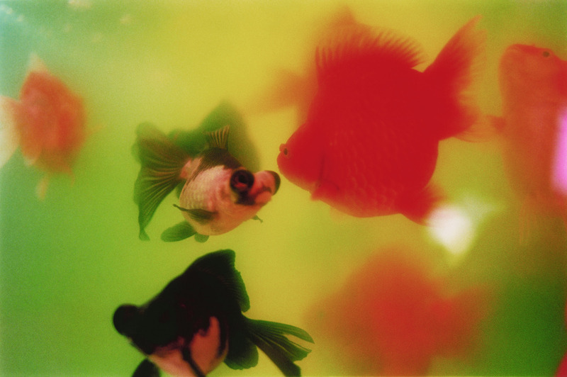 credits:©mika ninagawa Courtesy of Tomio Koyama Gallery